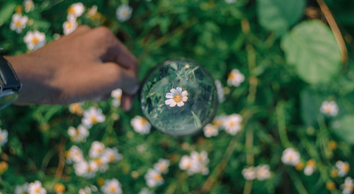 A person's hand holds a magnifying glass above the grassy ground. The only thing in focus is the tiny white daisy visible through the glass.