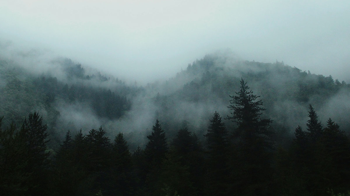 This images of a misty mountain forest evokes the mood of Anne Simone's memoir about divorce.